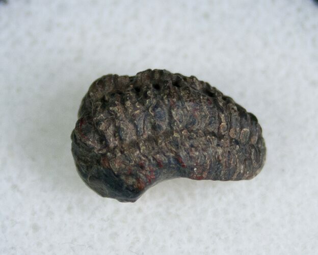 Bargain Phacopid Trilobite From Morocco #7007